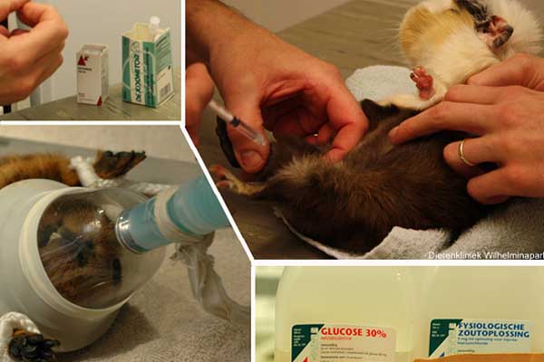 De verdoving van de cavia